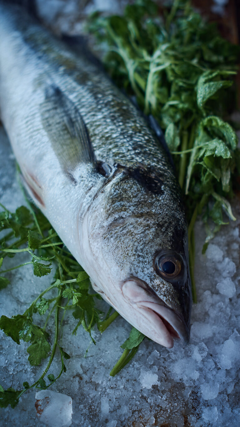 robalo fresco recien pescado (2)
