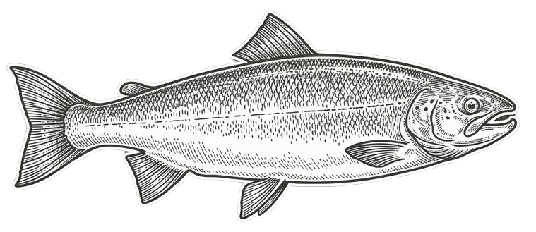 salmon